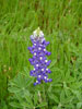 BlueBonnets