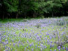 BlueBonnets