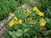 More Flowers
