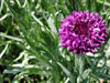 Purple flower at the Wildflower Farm