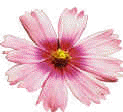 Cosmos Bloom