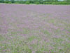Crops of Tuber Vervain / Stiff Vervain flowers at the Wildflower Farm