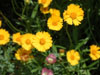 Crops of yellow flowers at the Wildflower Farm