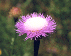 Thistle can even be pretty
